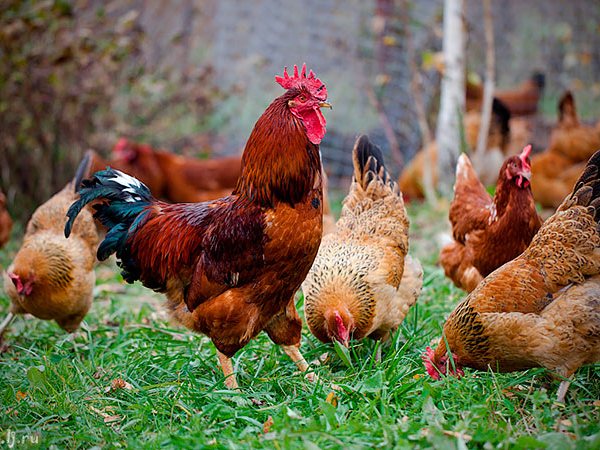 Породы куриц | ЗооТом - продажа, вязка и услуги для животных в Тарко-Сале
