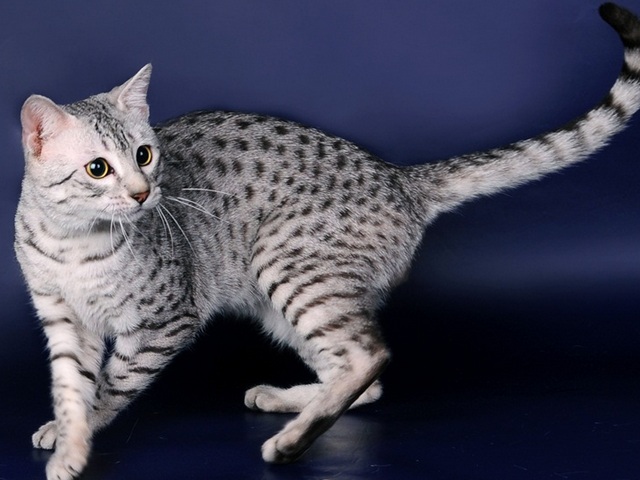 Породы кошек в Тарко-Сале | ЗооТом портал о животных