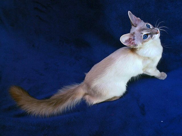 Выведенные породы кошек в Тарко-Сале | ЗооТом портал о животных