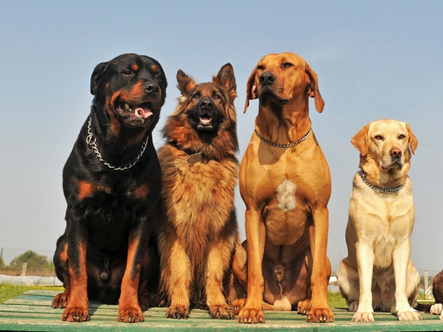 Крупные породы собак в Тарко-Сале | ЗооТом портал о животных