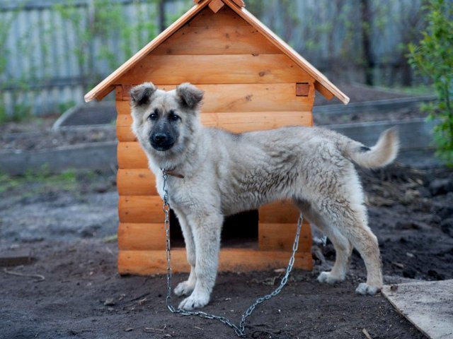 Все о собаках в Тарко-Сале